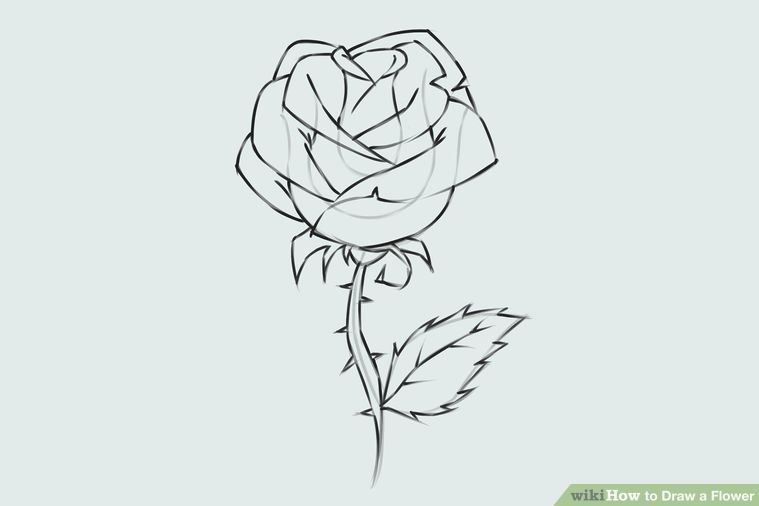 Рисунок розы для срисовки