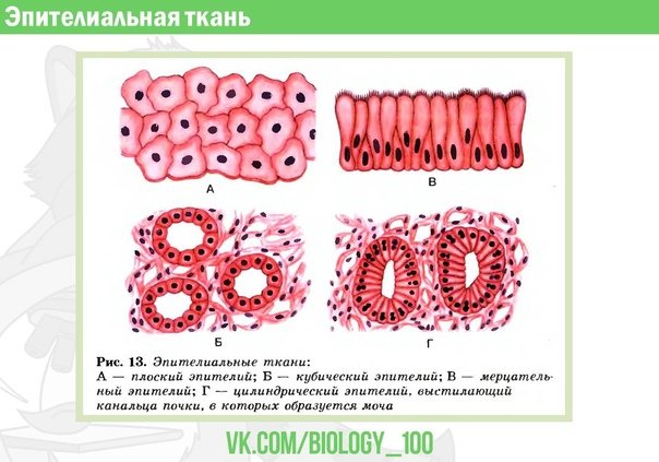 Многослойный эпителий