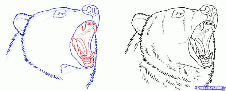Медведь рисунок карандашом
