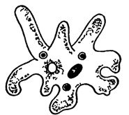 Амёба обыкновенная рисунок