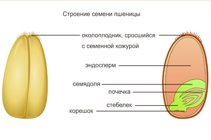 Зерновка пшеницы