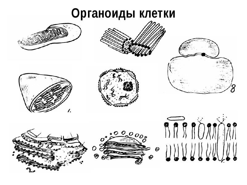 Органоиды клетки ЕГЭ
