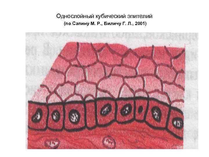 Эпителиальная ткань плоский эпителий