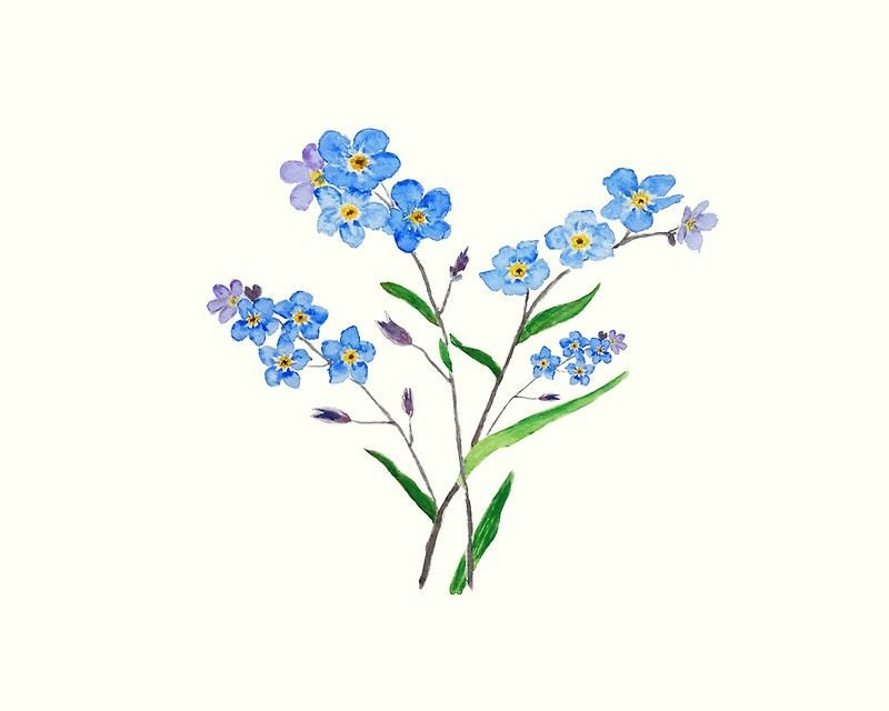Незабудка рисунок