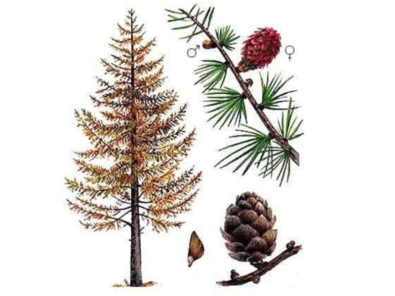 Хвоинки лиственницы