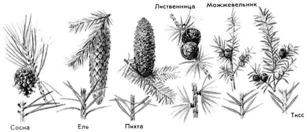 Хвоинки пихты карандашом