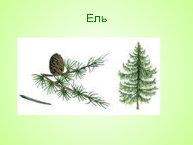 Ель шишки и хвоинки