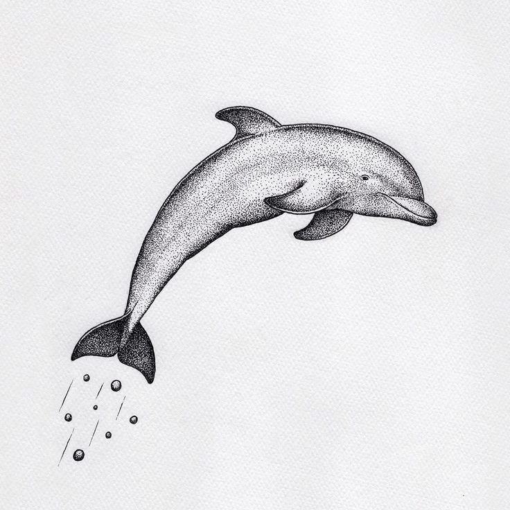 Рисунок дельфина карандашом