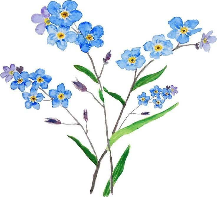 Незабудка Myosotis Myomark