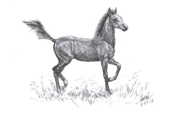 Нарисовать лошадь карандашом
