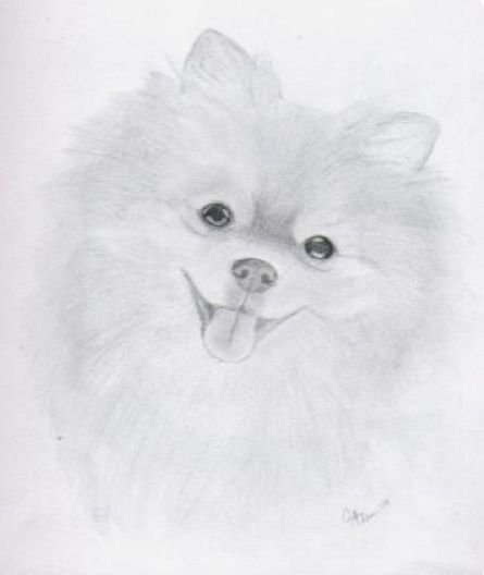 Раскраска шпиц