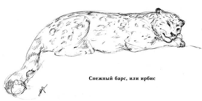 Снежный Барс рисунок карандашом поэтапно