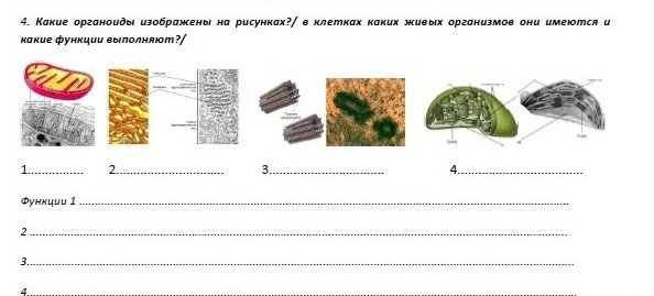 Органоиды клетки схема 9 класс