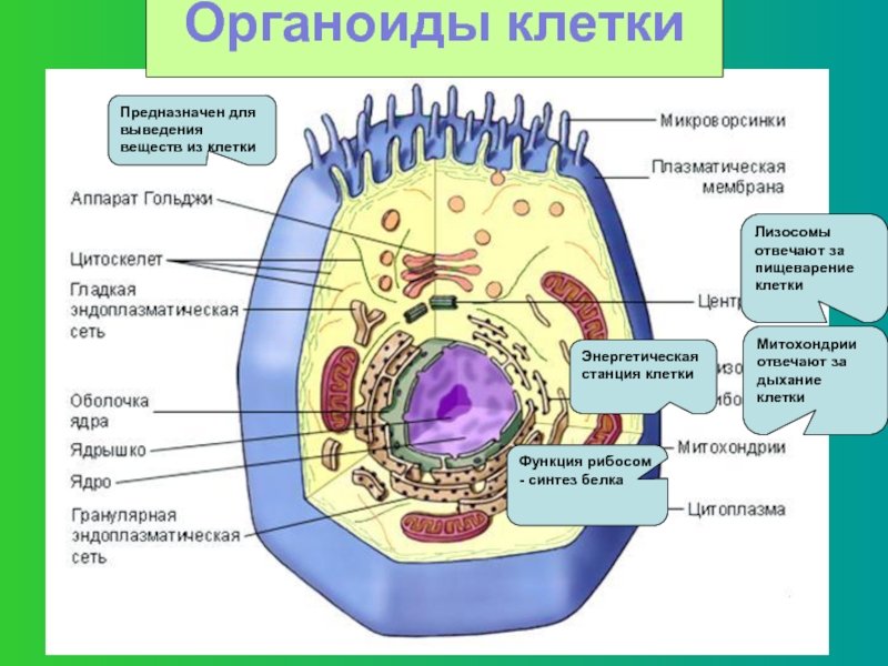 Строение органоидов клетки