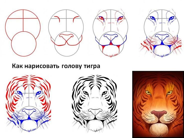 Рисунок тигра пошагово