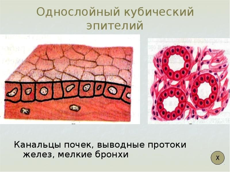Однослойный однорядный кубический эпителий почки