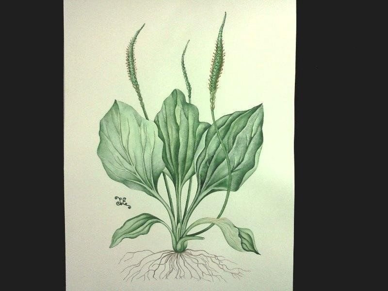 Подорожник рисунок