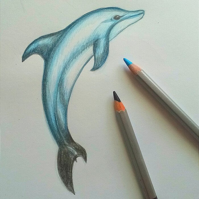 Дельфин рисунок карандашом