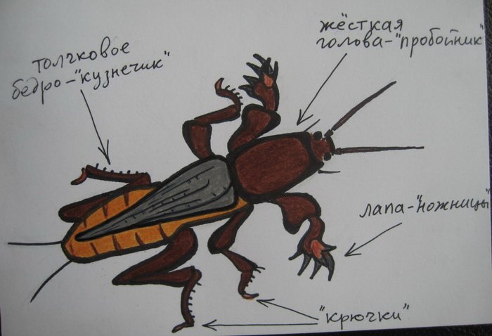 Медведка рисунок карандашом