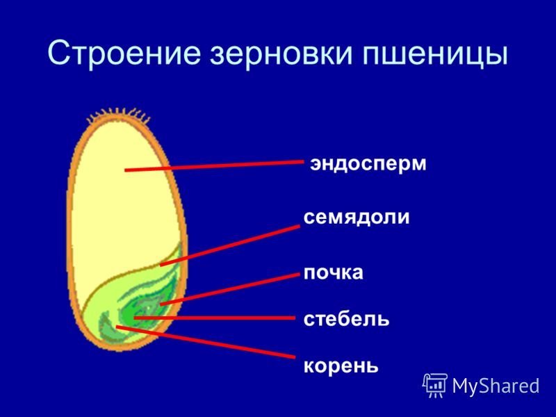 Строение семени зерновки