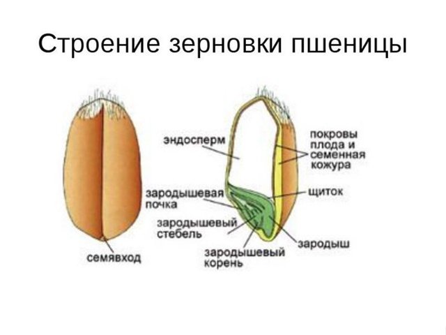 Схема строения семени пшеницы