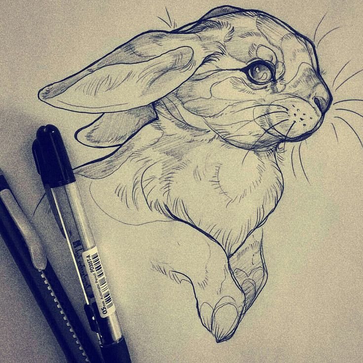 Животные рисунки
