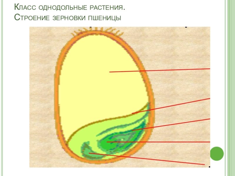 Зерновка пшеницы строение рис.