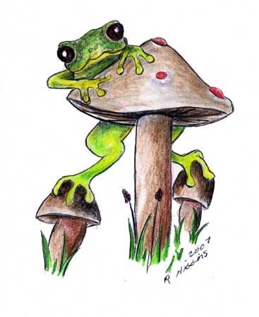 Рисунок лягушки для срисовки
