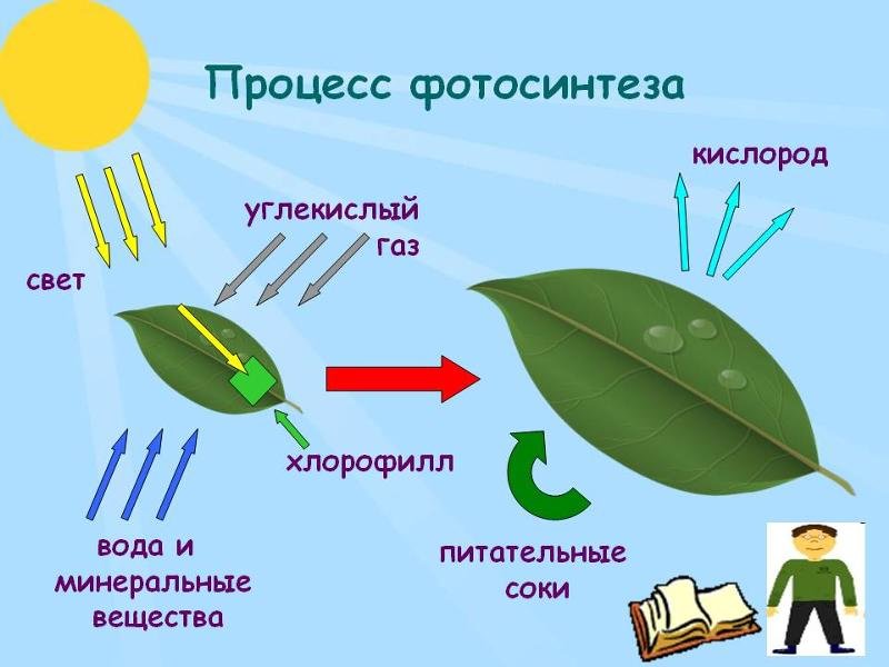 Процесс фотосинтеза у растений 6 класс