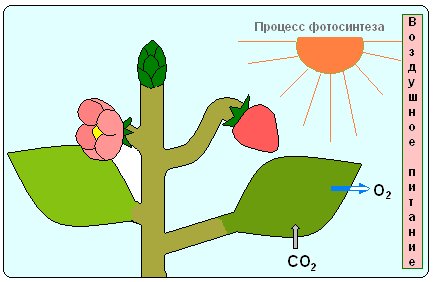 Фотосинтез схема без подписей