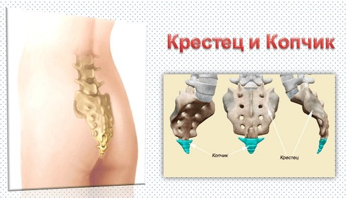 Крестец и копчик расположение