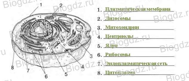 Клеточные органоиды