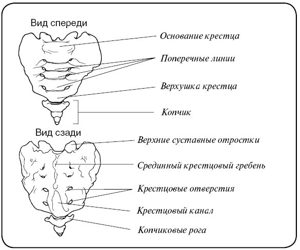 Строение крестцового отдела