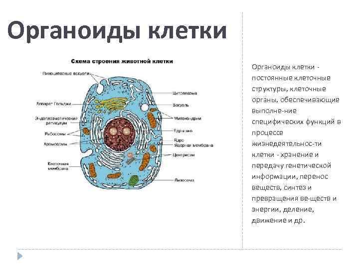 Название органоида строение функции рисунок