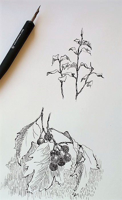 Рисунки тушью и пером