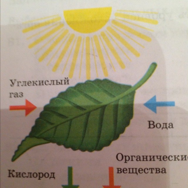 Фотосинтез рисунок
