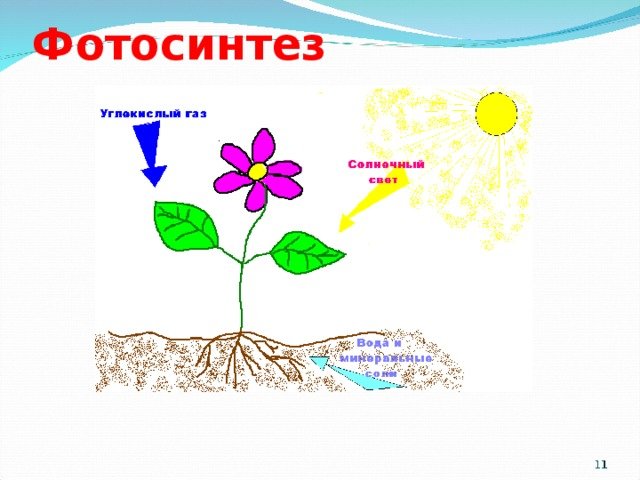 Схема фотосинтеза 6