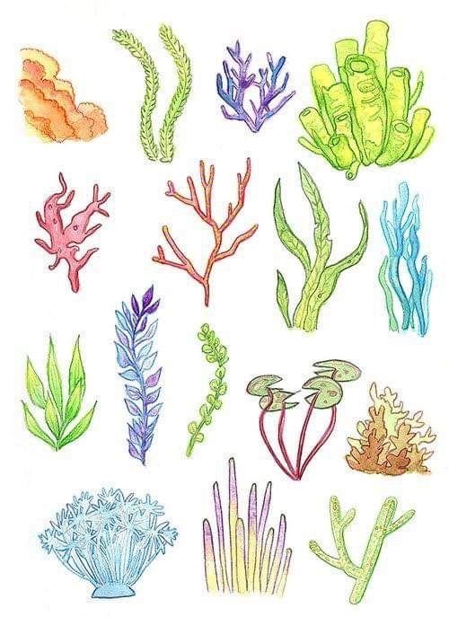 Algae водоросли