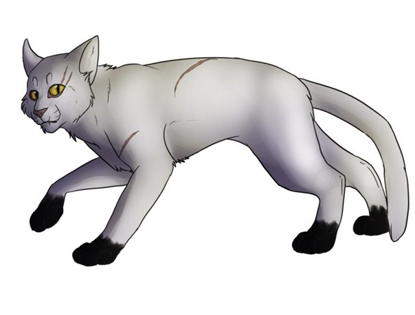 Чёрно звёзд коты Воители