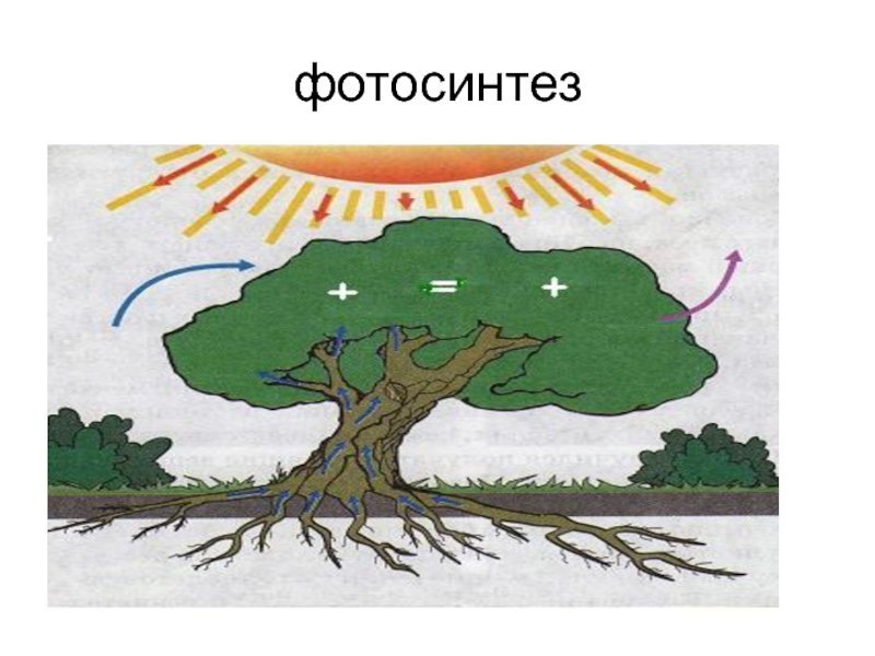 Схема фотосинтеза