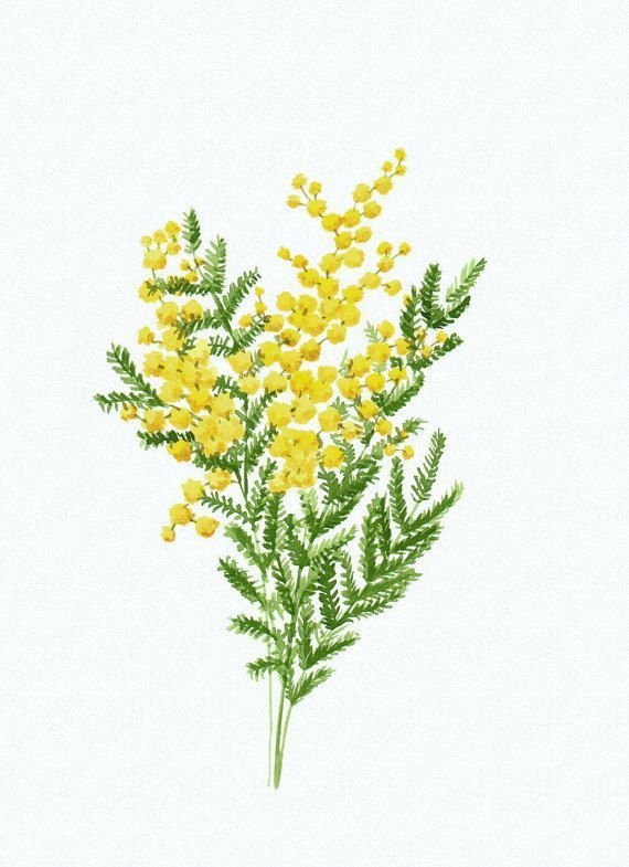 Мимоза акварель Mimosa