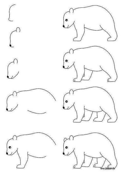 Медведь легкие