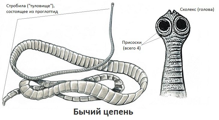 Ленточные черви цепень