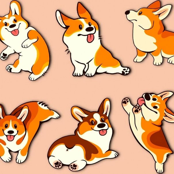 Вельш корги референс