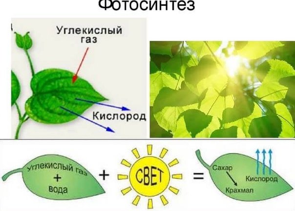 Схема процесса фотосинтеза 6 класс