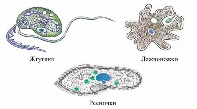 Органоиды движения псевдоподии