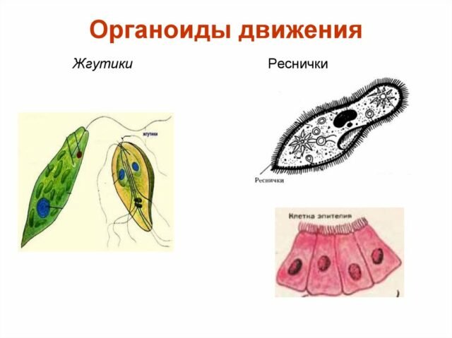 Строение органоидов движения клетки