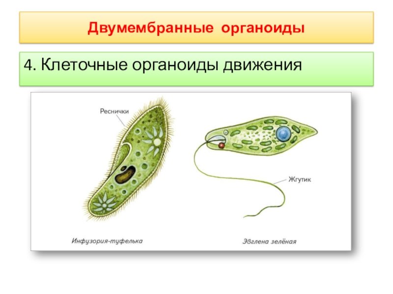 Органоиды движения строение и функции