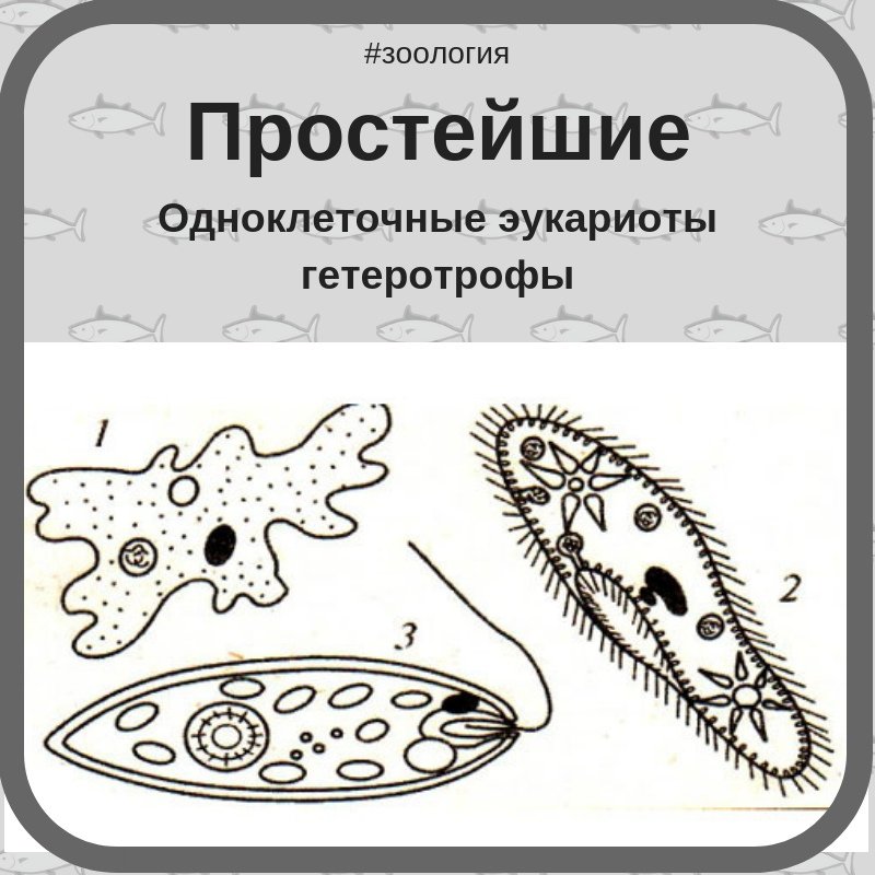 Органоиды движения