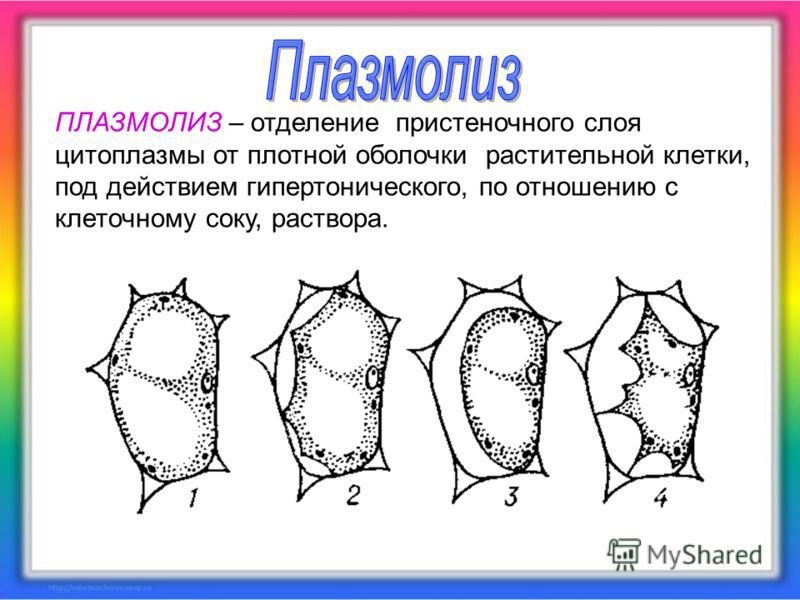 Тургор плазмолиз деплазмолиз клетки
